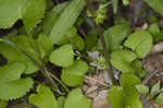 Roundleaf ragwort